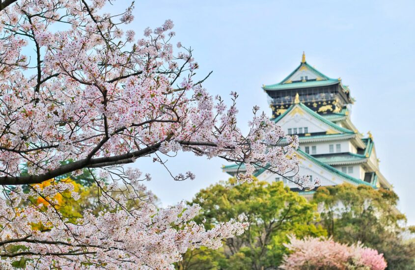 close up photography of cherry blossom tree