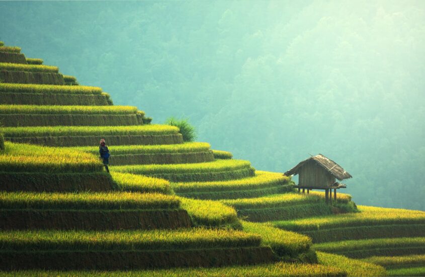 agriculture asia cat china